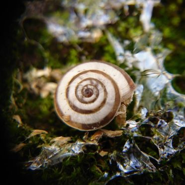 Caracol