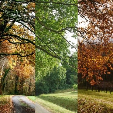 trois photos prises à 3 moments de l'année d'un même endroit et qui assemblées font une seule et unique photo. Cette création montre que la vie est signe d'expériences en tout genre et que tout est formateur. Poème et photo de Armelle LAMBERT RODRIGUES, thanadoula, dédiés à son papa.