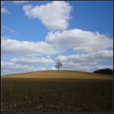 photo où l'on voit un arbre seul au milieu d'un champ et qui montre la solitude qu'on peut ressentir au moment de l'annonce d'une maladie ou d'un drame