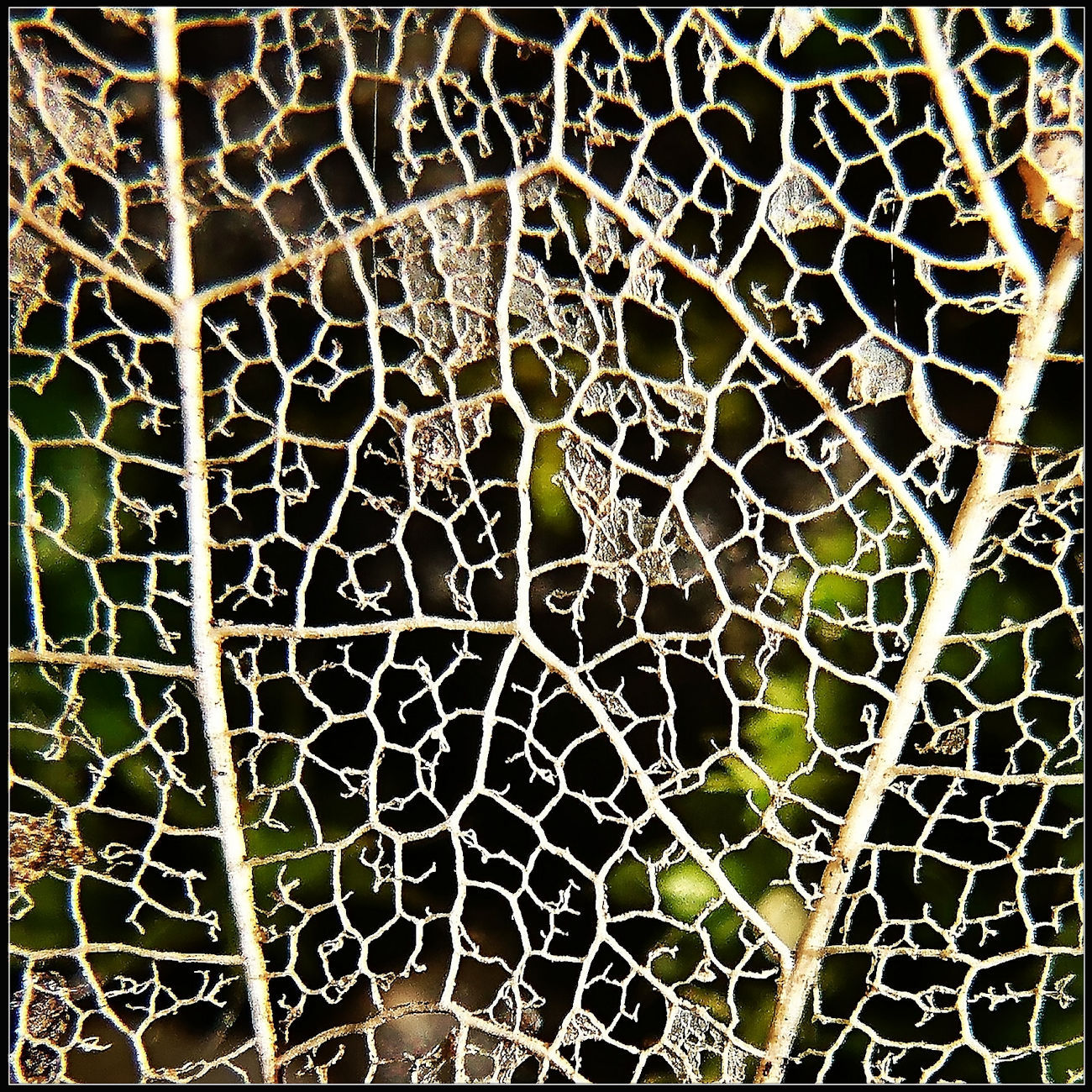 une vie en dentelles