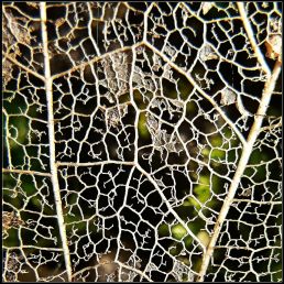 une vie en dentelles