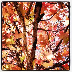 fin de vie mort doula