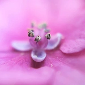 Photo montrant le coeur d'une fleur, métaphore qui permet de penser à la maternité et aux être non visibles car absents