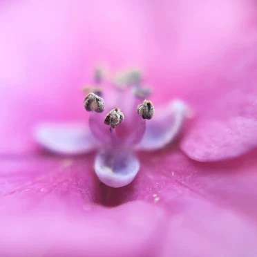 Photo montrant le coeur d'une fleur, métaphore qui permet de penser à la maternité et aux être non visibles car absents